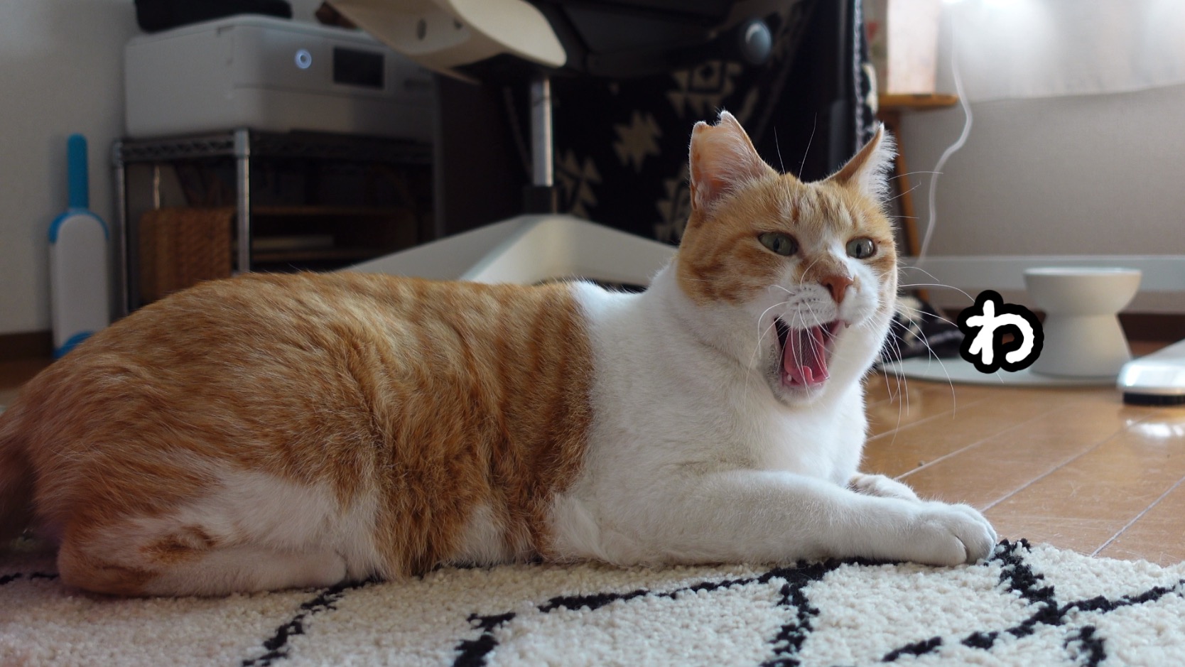 専用商品K-9063 *失われた野生ねこチャーム 専用商品K-9063 *失われた野生ねこチャーム