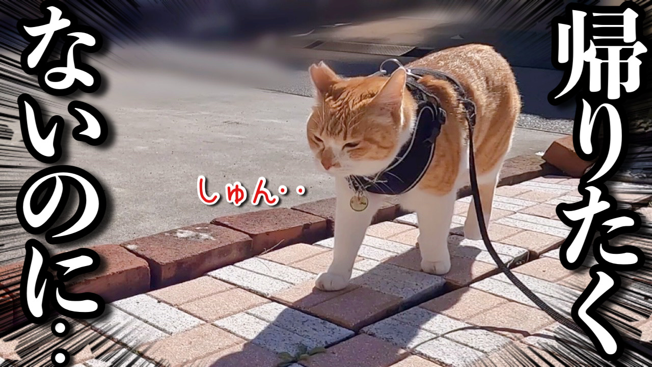 動画】まだ外で遊びたいのに空気を読んでションボリ家に帰る猫｜元野良猫チャチャとR me