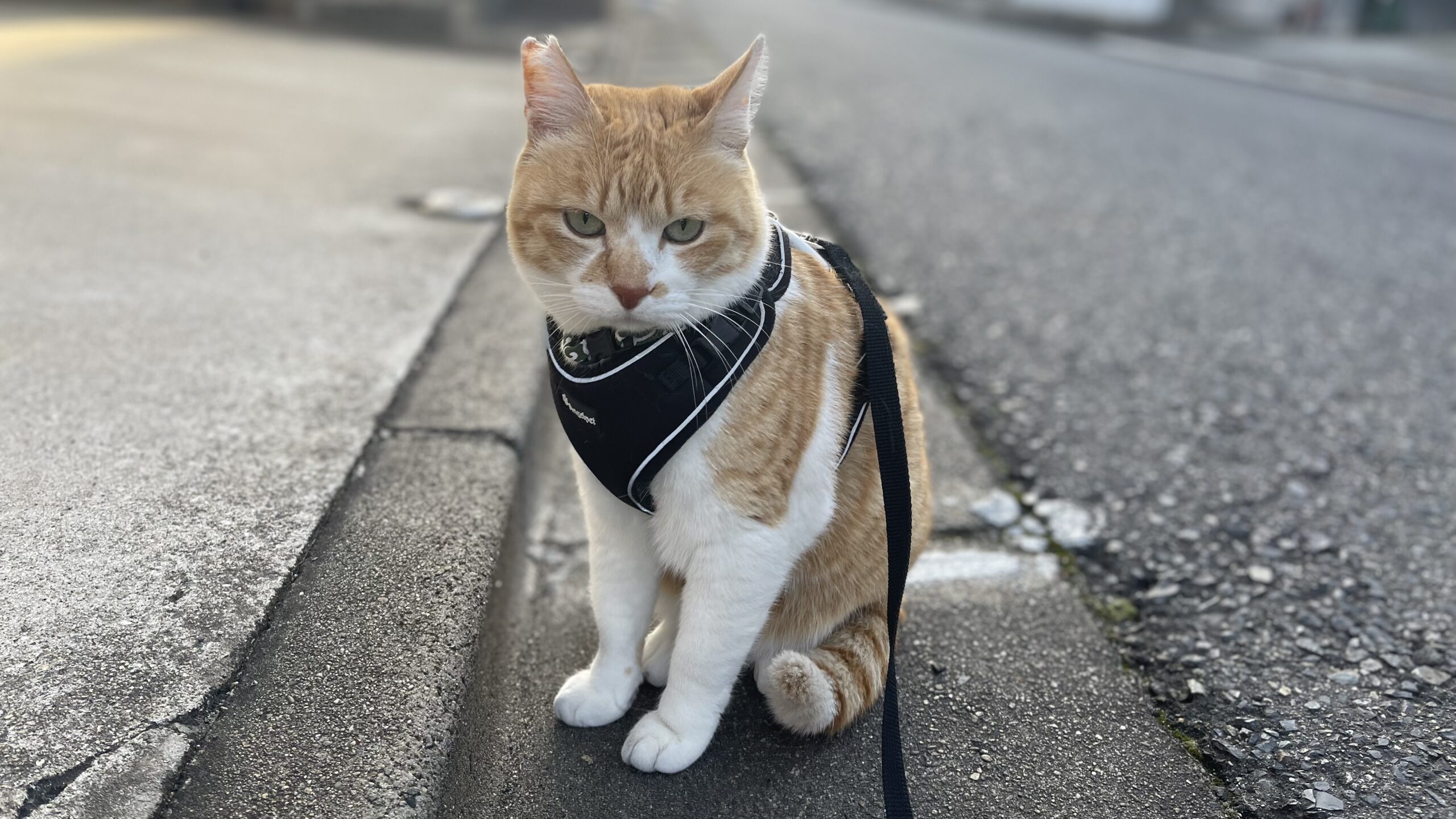 R Me 野良君発見! | 元野良猫チャチャとR me
