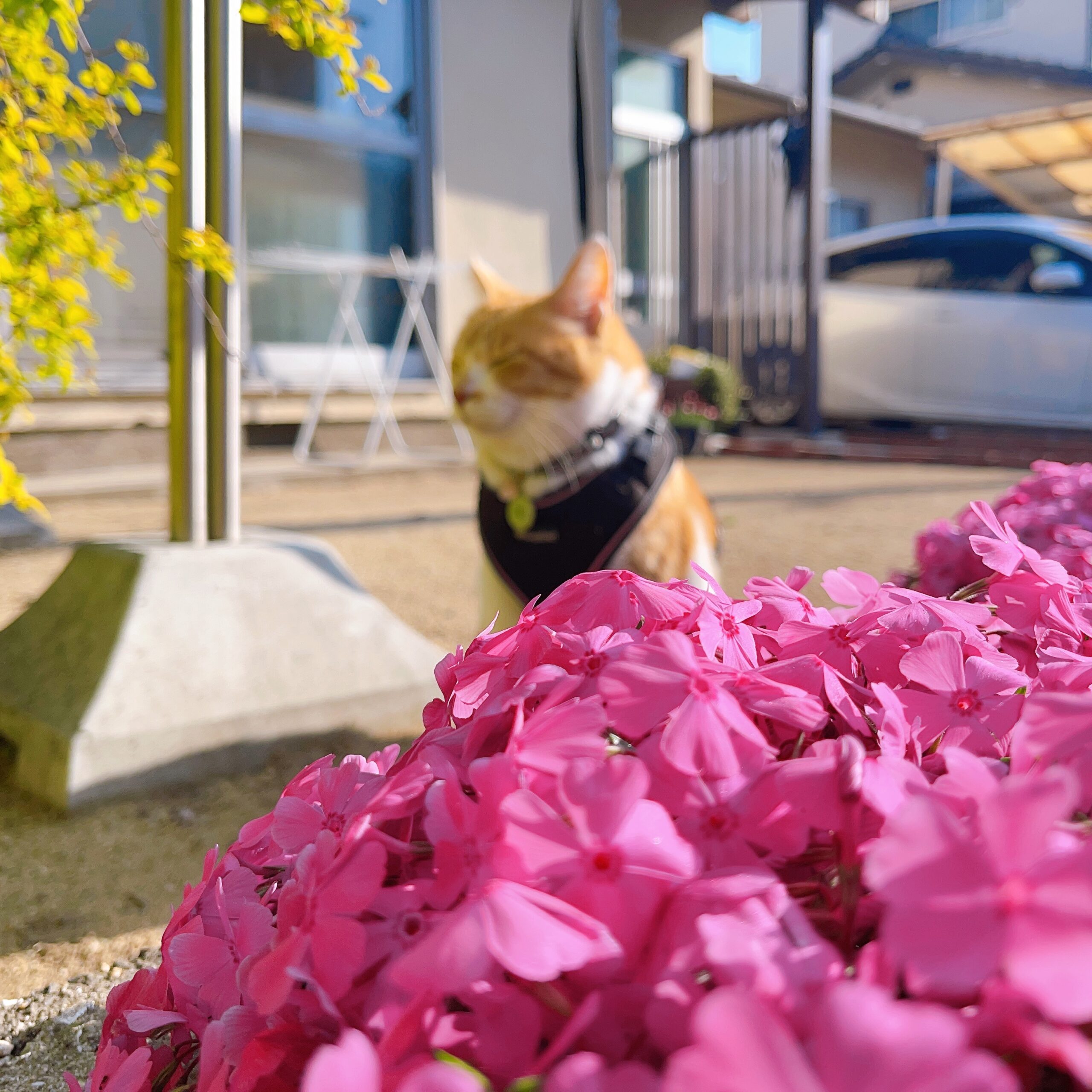 芝桜が咲いたよ｜元野良猫チャチャとR me