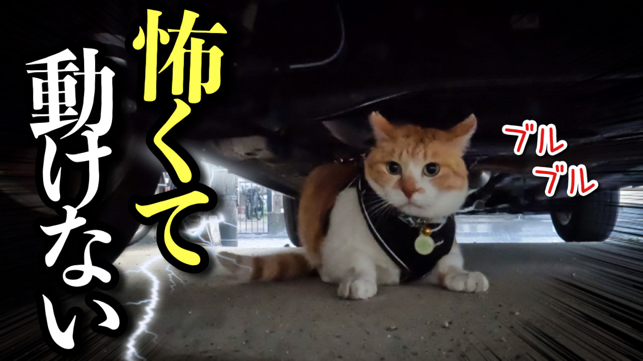 ⁂チャラチャラネコ⁂様 確認画像 phonto-4.jpg