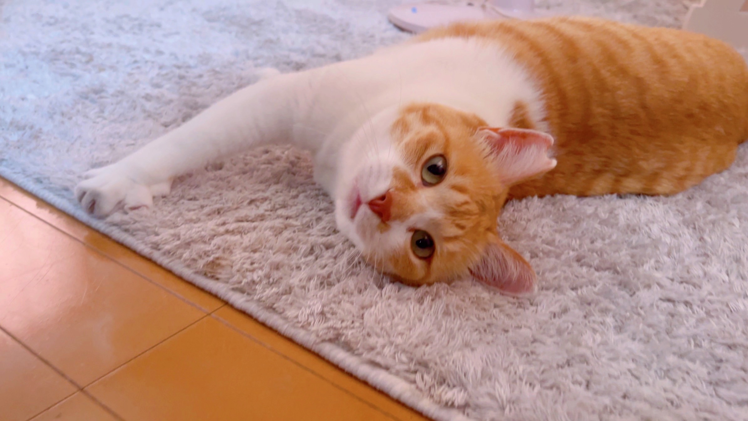 今夜21時〜YouTubeに動画UPです☆｜元野良猫チャチャとR me