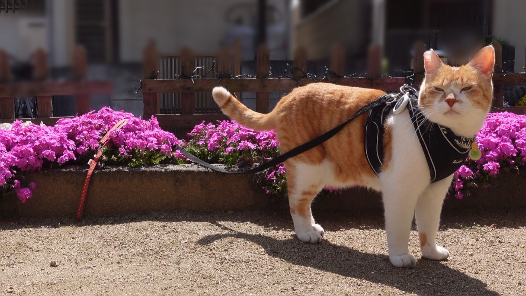 チャチャと出会って2年半〜現在｜元野良猫チャチャとR me