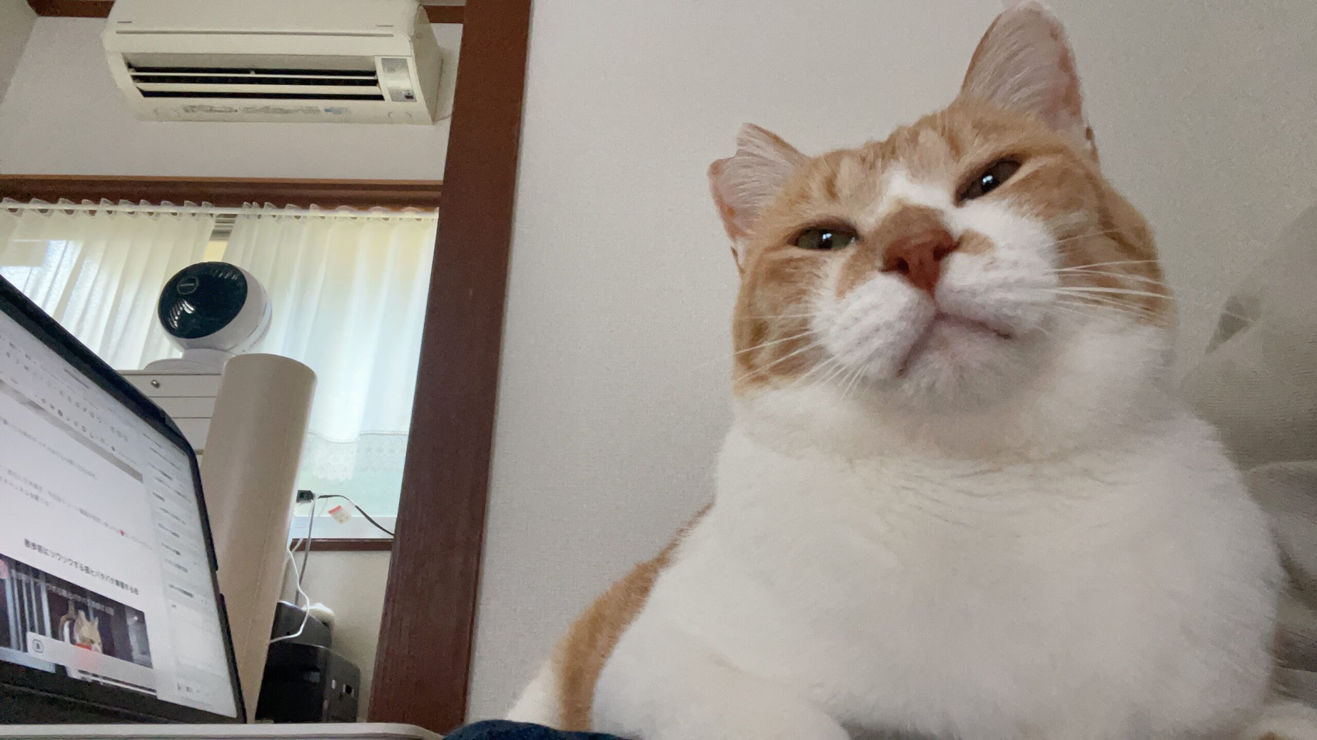 YouTubeショート「猫のイラついた顔がこちら」 | 元野良猫チャチャとR me