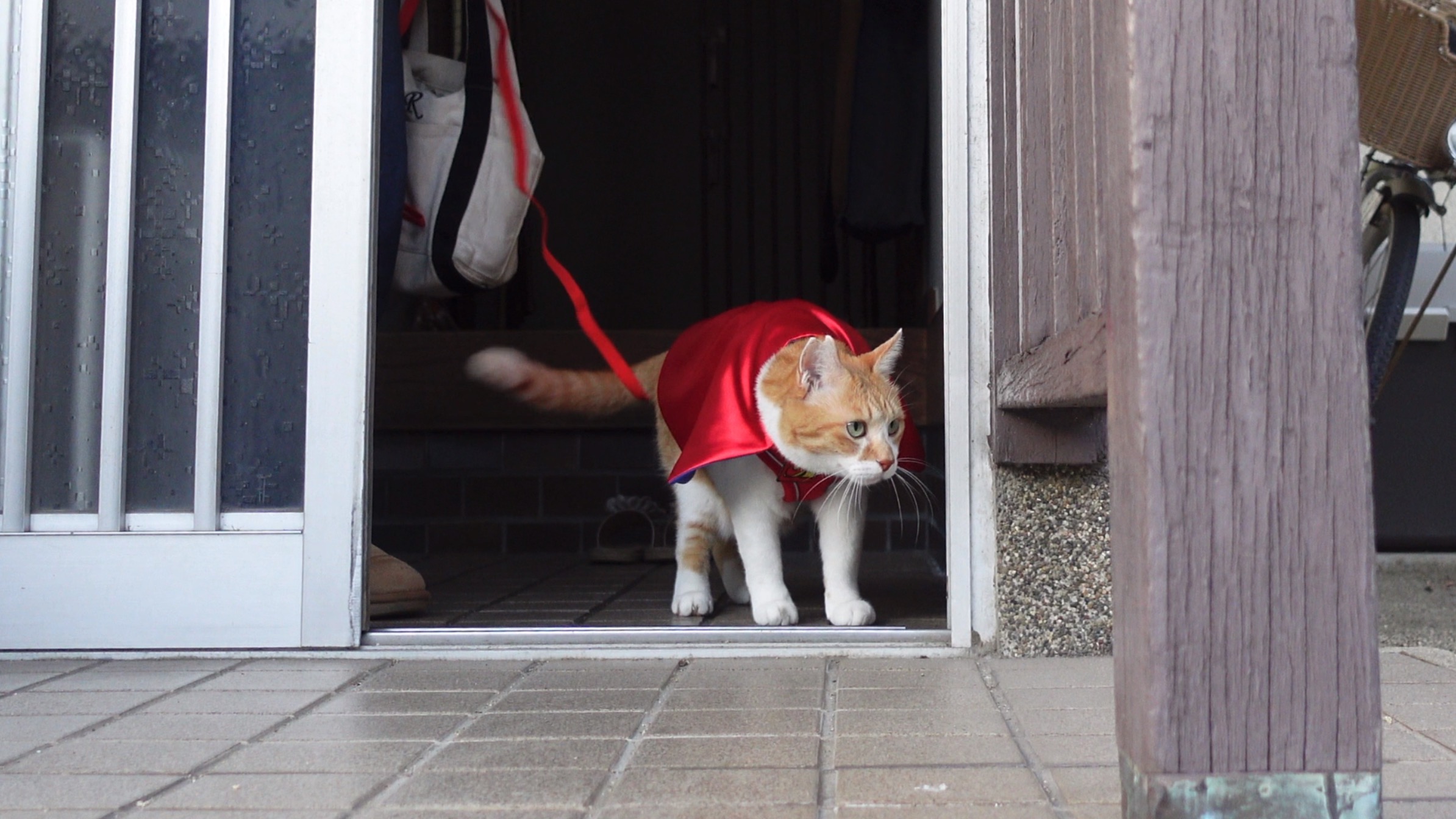 すべては全猫（ファミリー）のために！｜元野良猫チャチャとR me