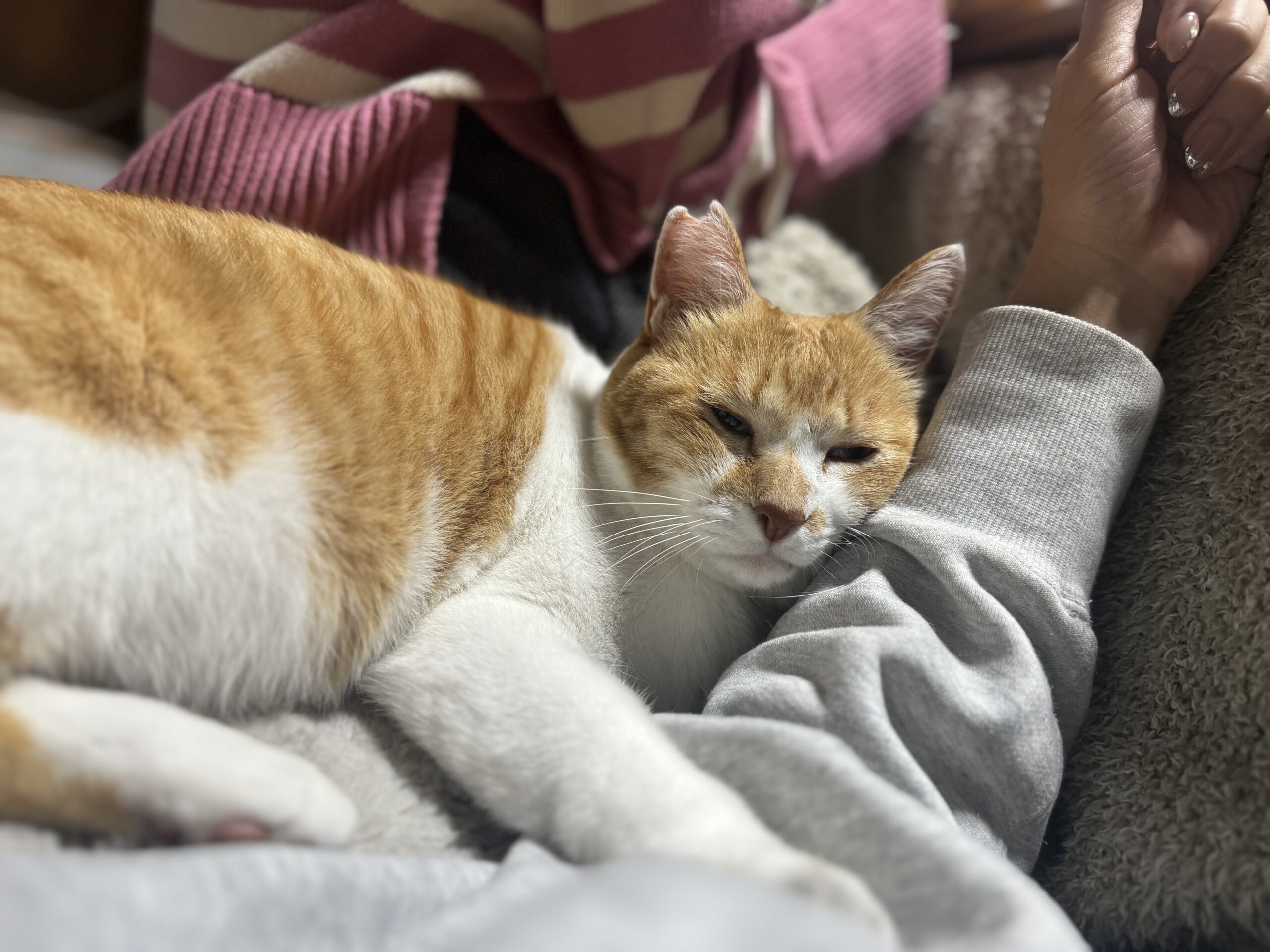 三毛猫♡仲良しひよこ♡コタツ大好き 三毛猫♡仲良しひよこ♡コタツ大好き 三毛猫♡仲良しひよこ♡