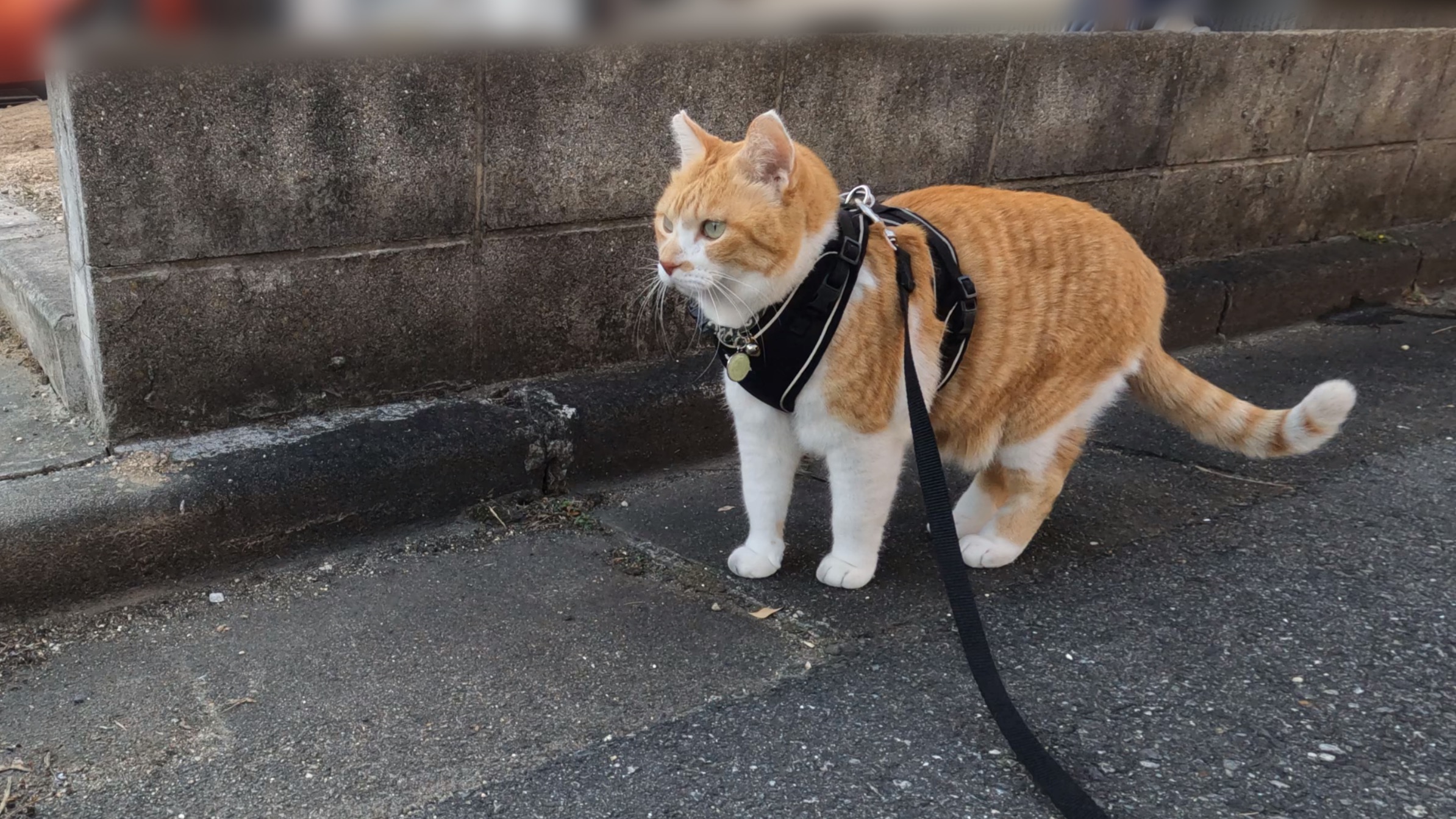 コメント欄が「リード祭り」に！ | 元野良猫チャチャとR me