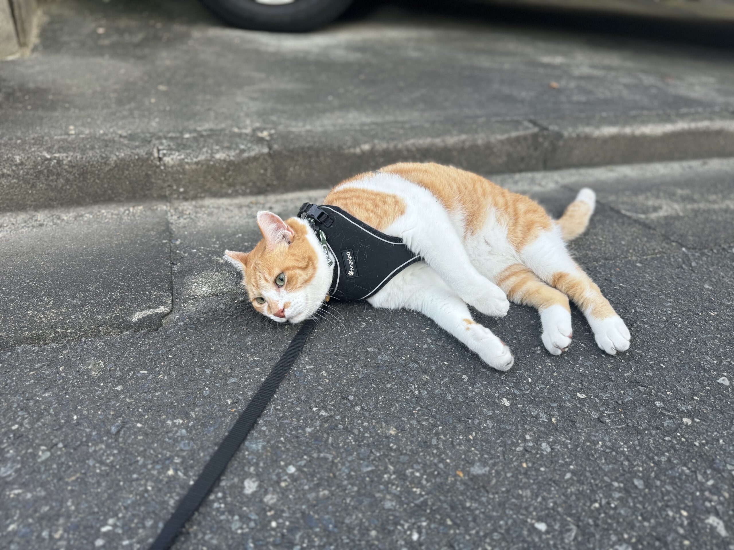 あー夏休み☆ | 元野良猫チャチャとR me