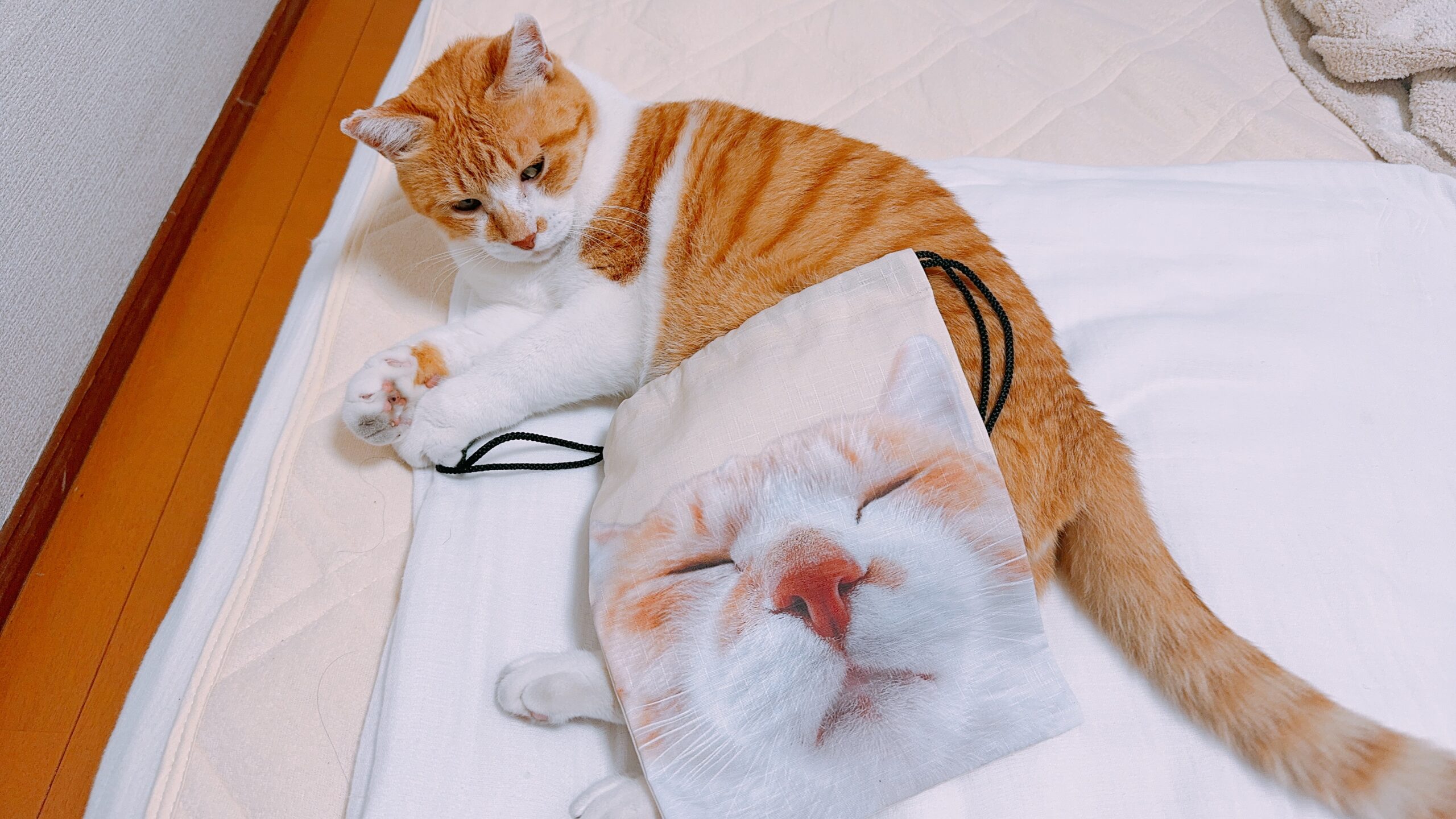 まるいねこフェス | 元野良猫チャチャとR me