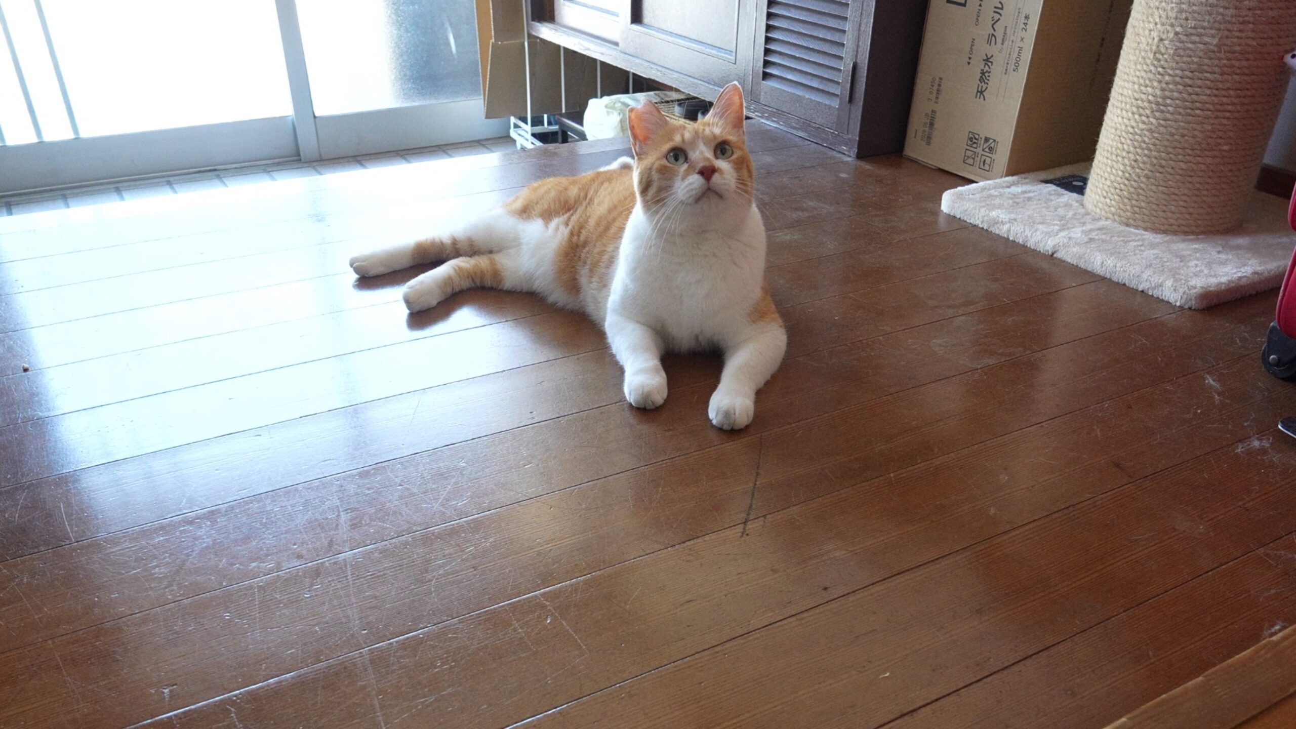 本日21時〜新作動画UPです！ | 元野良猫チャチャとR me