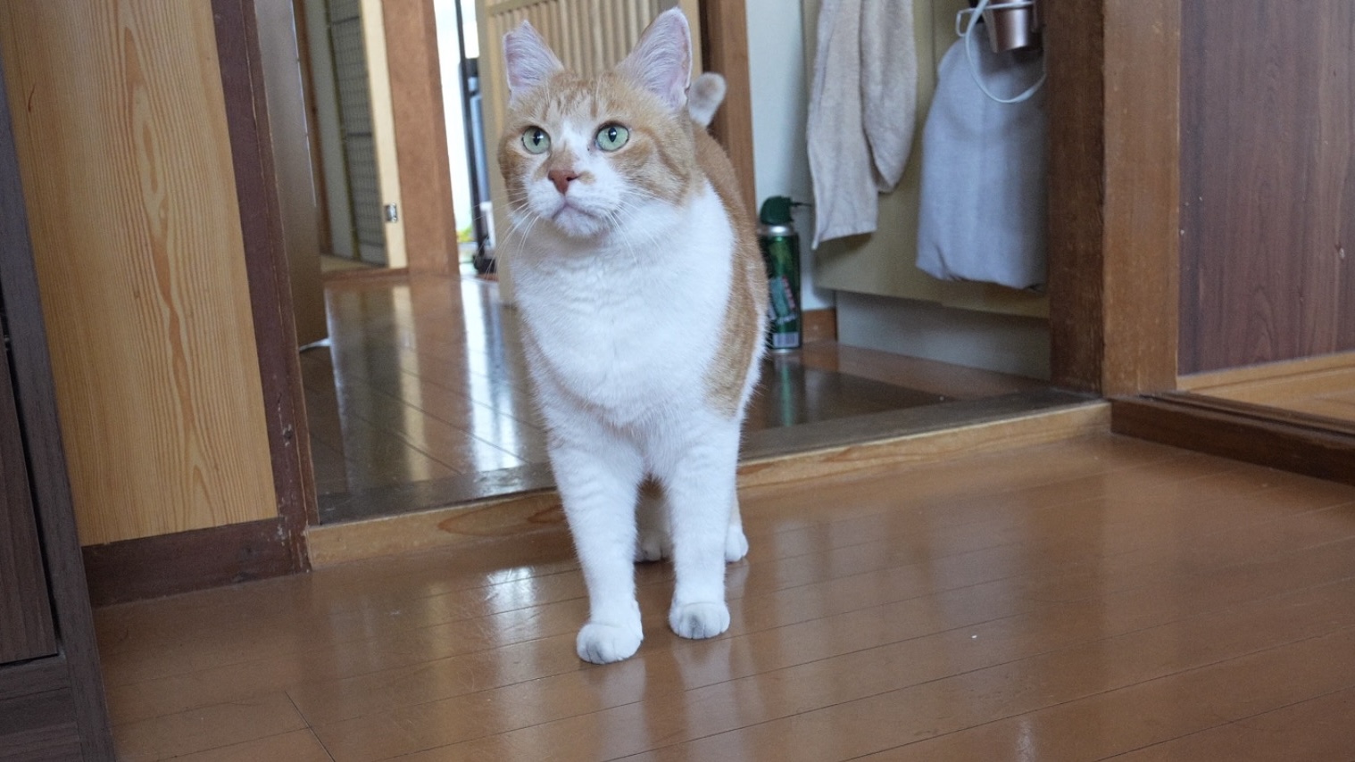 今夜21時「猫ド素人の父と夜の散歩が心配すぎる！」をUPです｜元野良猫