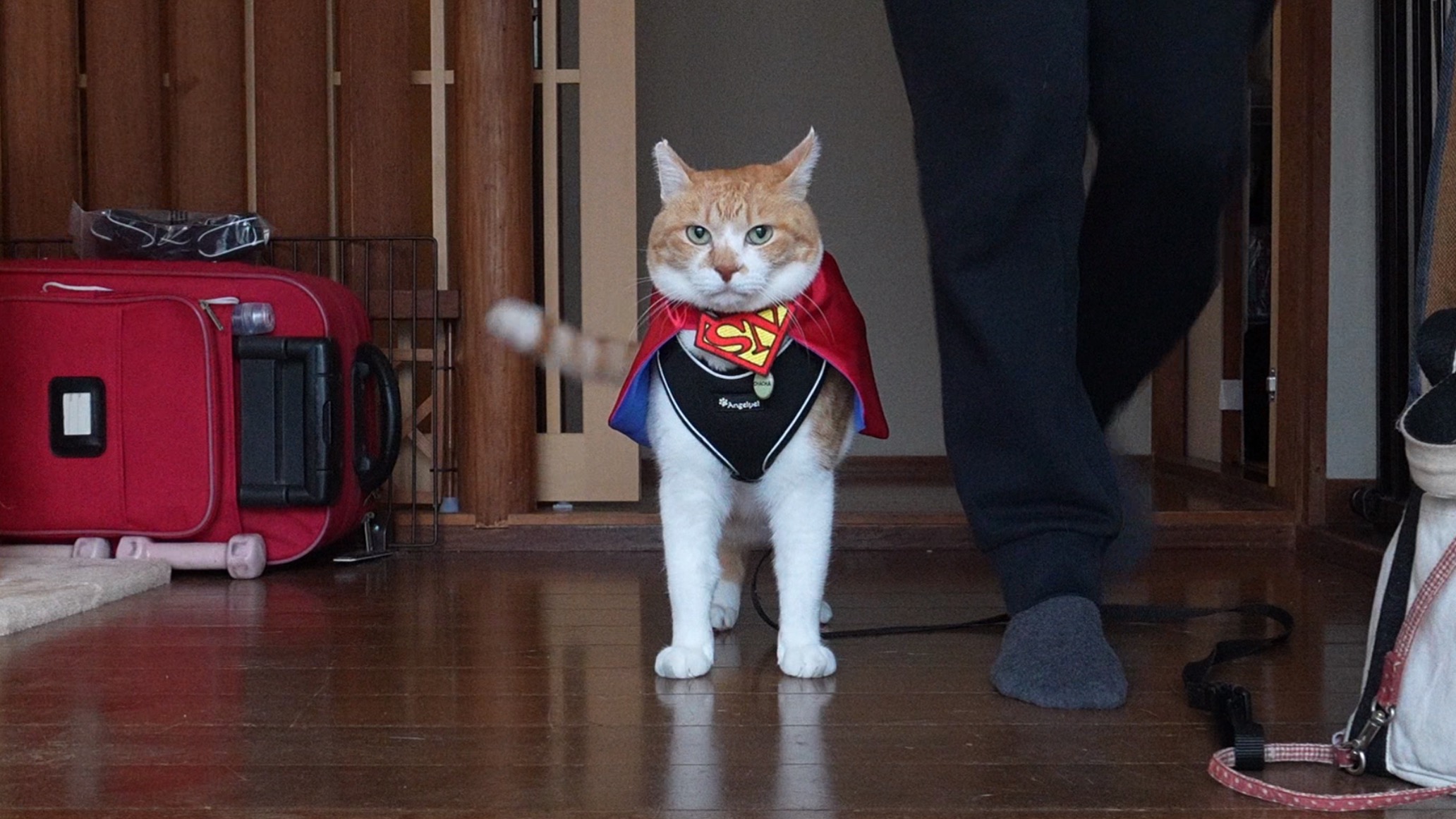 めぐにゃんページ スーパーニャン参上！第二弾｜元野良猫チャチャとR me