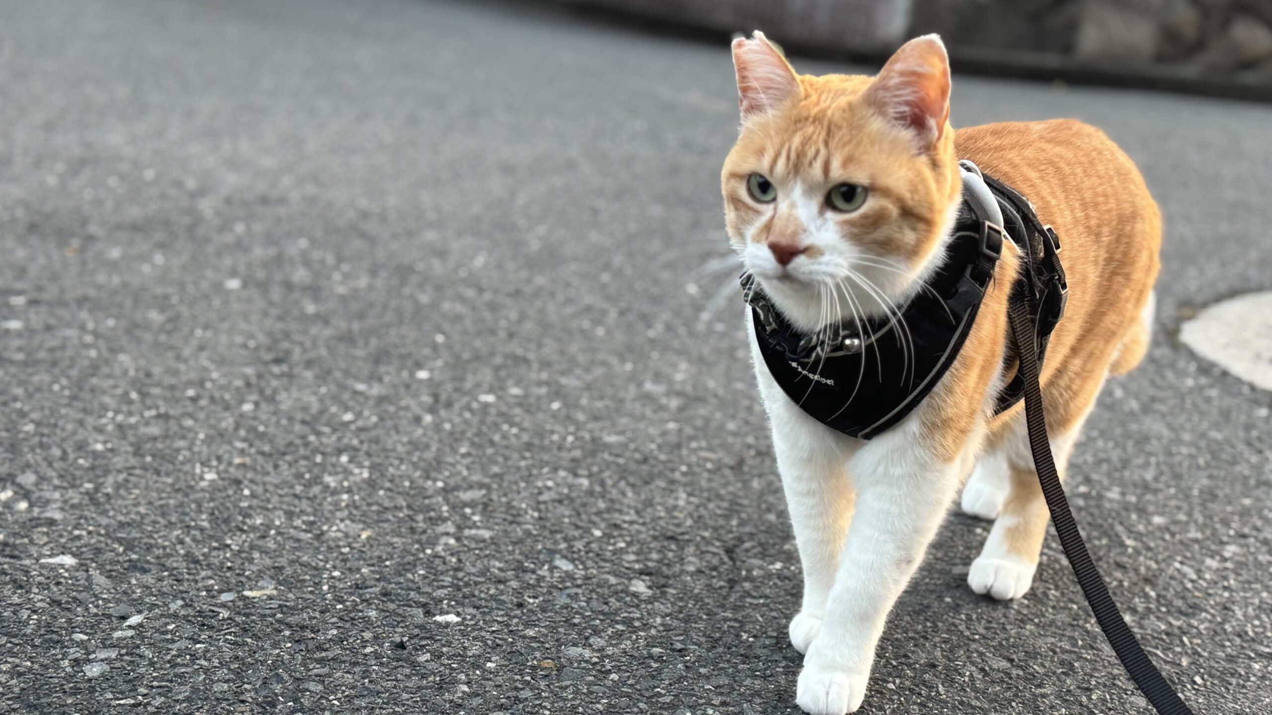 今日のチャチャ | 元野良猫チャチャとR me