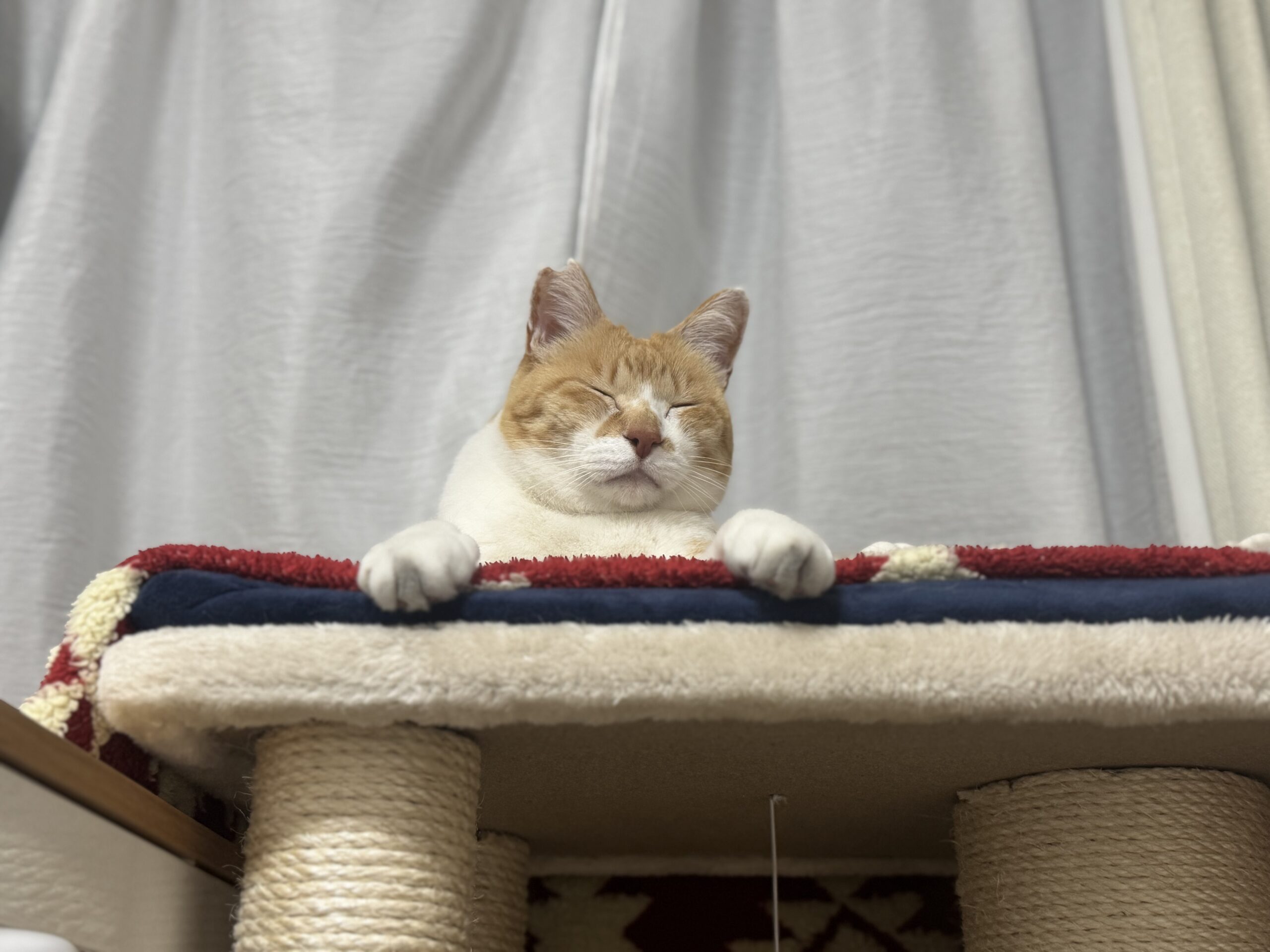 明日21時〜YouTubeライブ｜元野良猫チャチャとR me