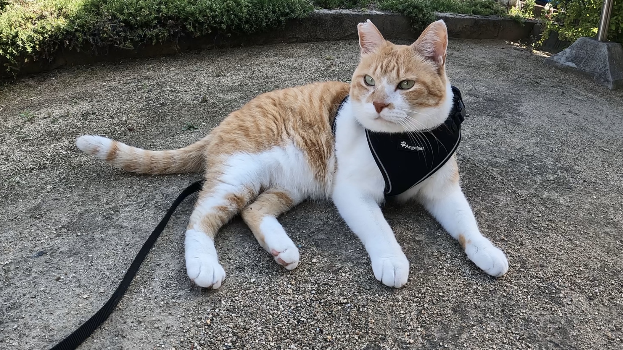 いつもブログを読んでくださってるあなたへ | 元野良猫チャチャとR me