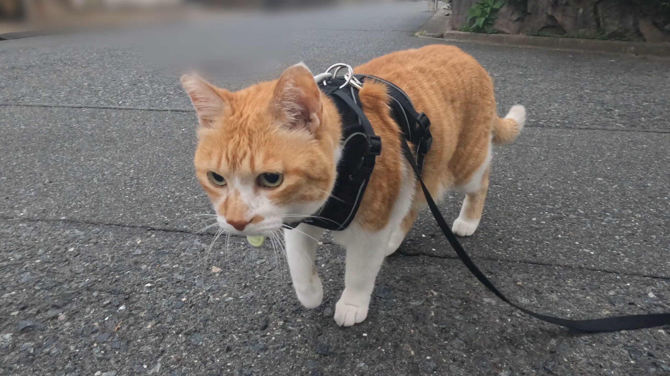 チャチャ、ついに漫画デビュー！｜元野良猫チャチャとR me