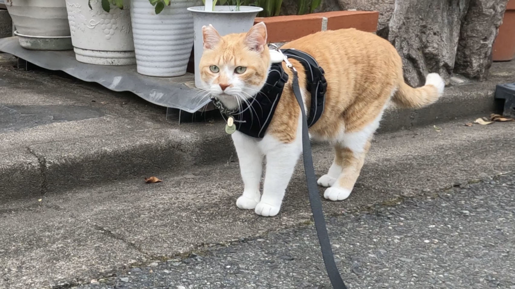 とーさんが男4人旅へ出発！チャチャは寂しがる…？お留守番の真相は動画