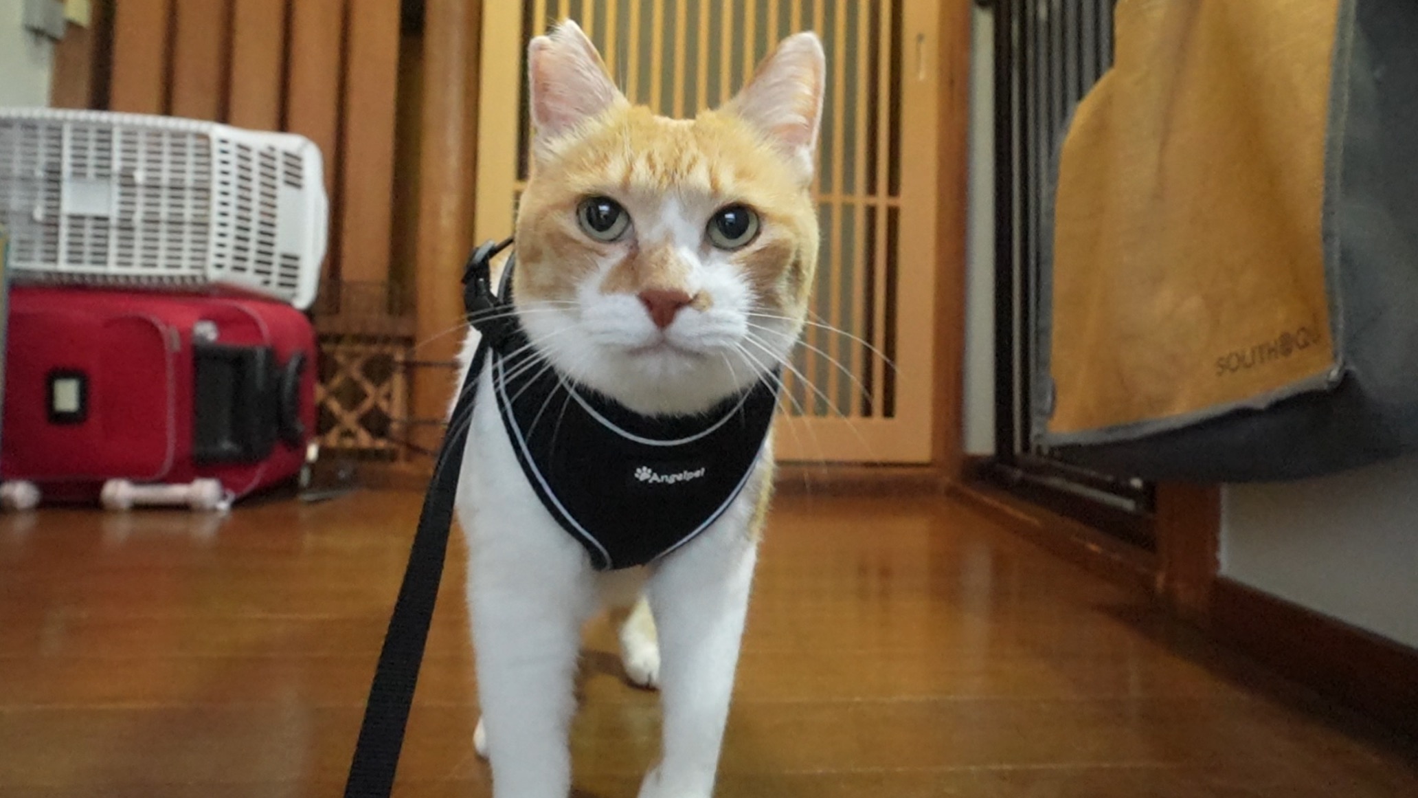 本日21時公開！チャチャの“堪忍袋が切れる瞬間”をお見逃しなく【新作