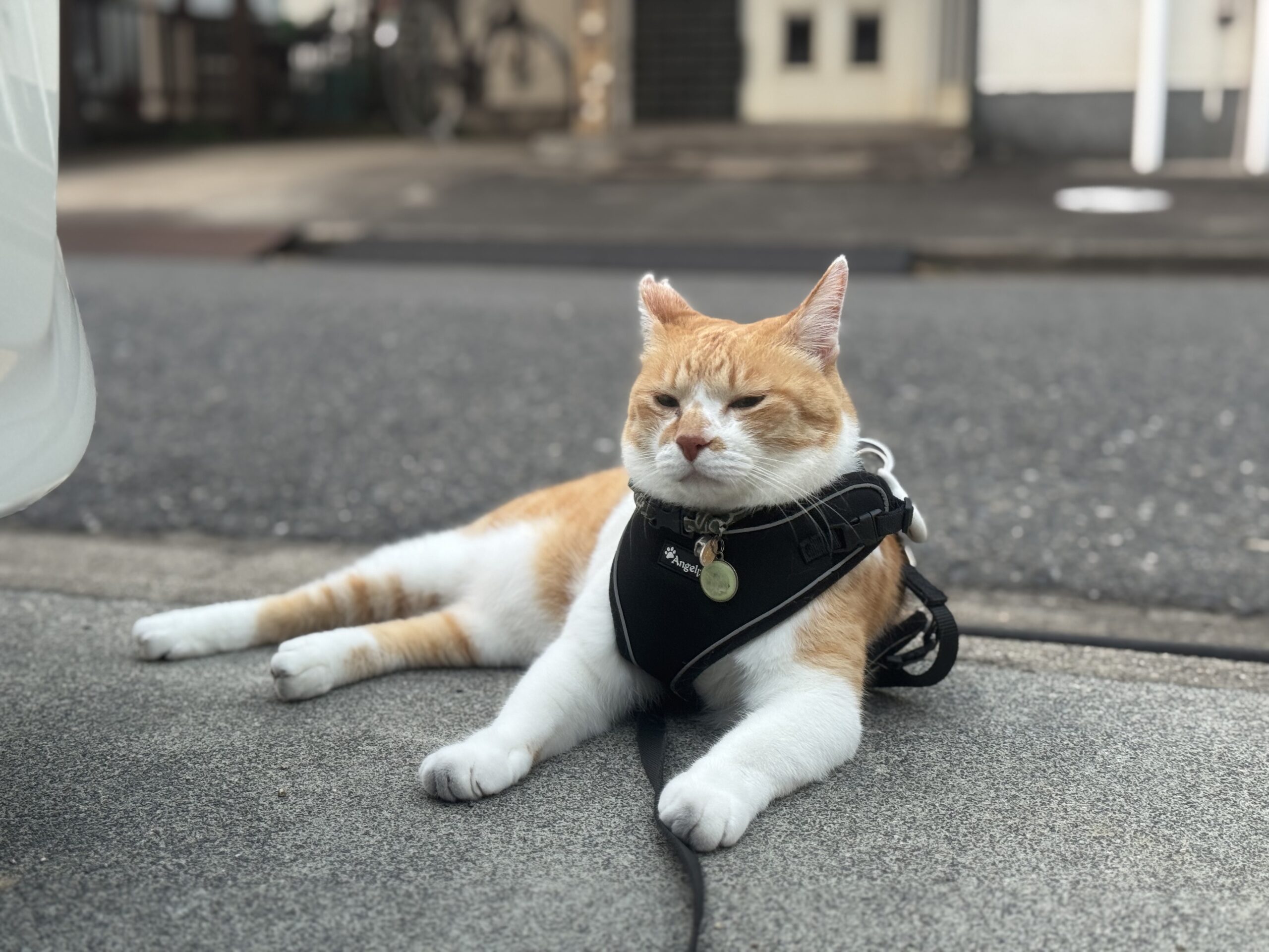 留守番を頑張った元野良猫チャチャ | 元野良猫チャチャとR me