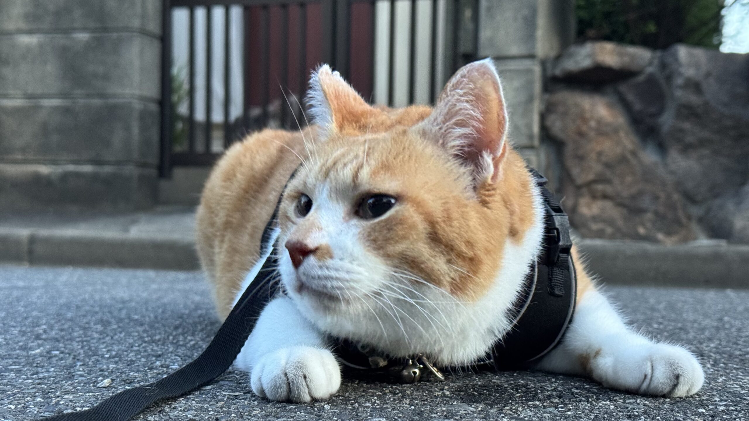 我が家の猫アラーム【AM4:30】設定変更はできません。 | 元野良猫