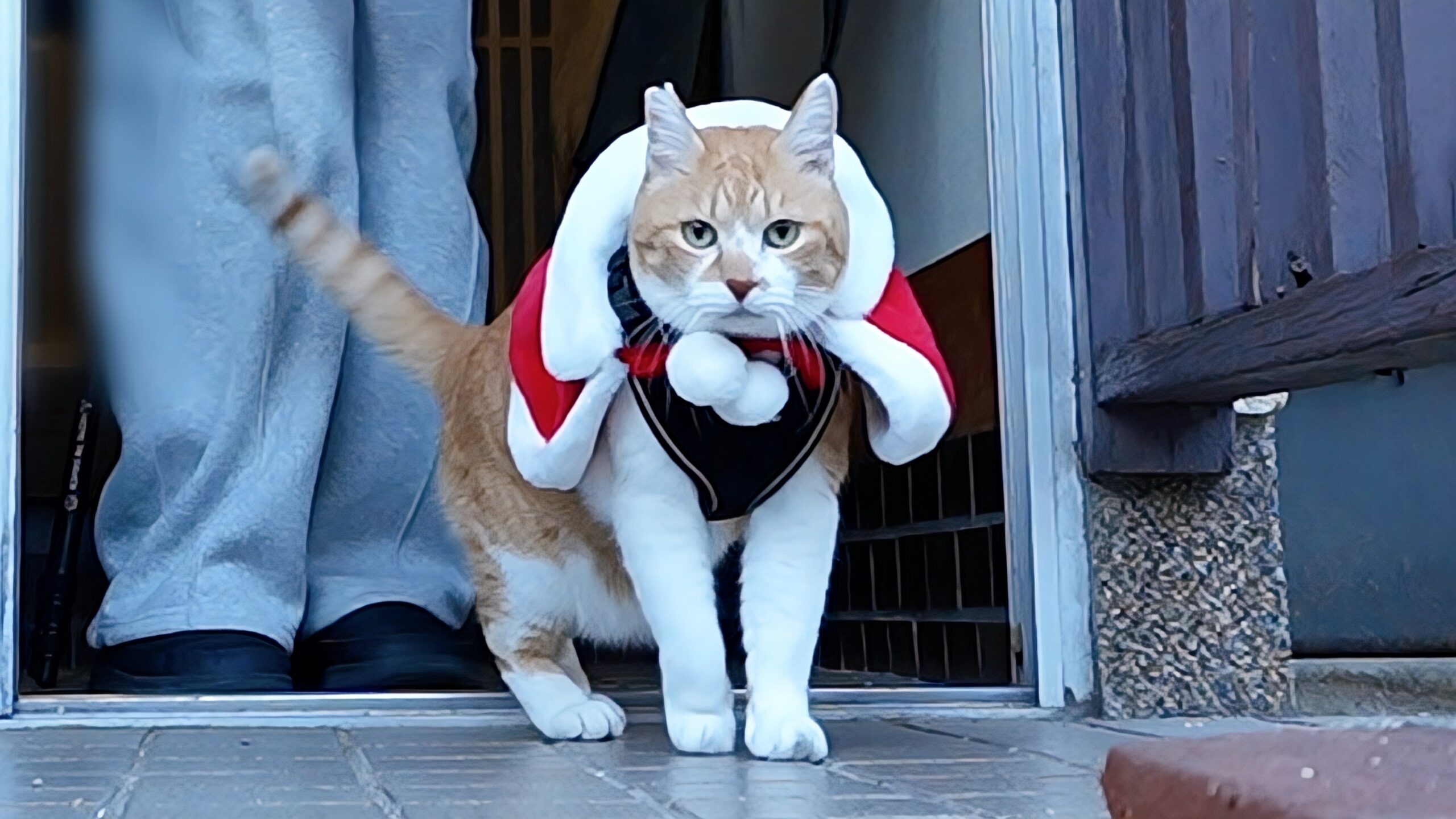 今夜21時「私の誕生日なのに、主役より目立つサンタ猫」をUPです | 元