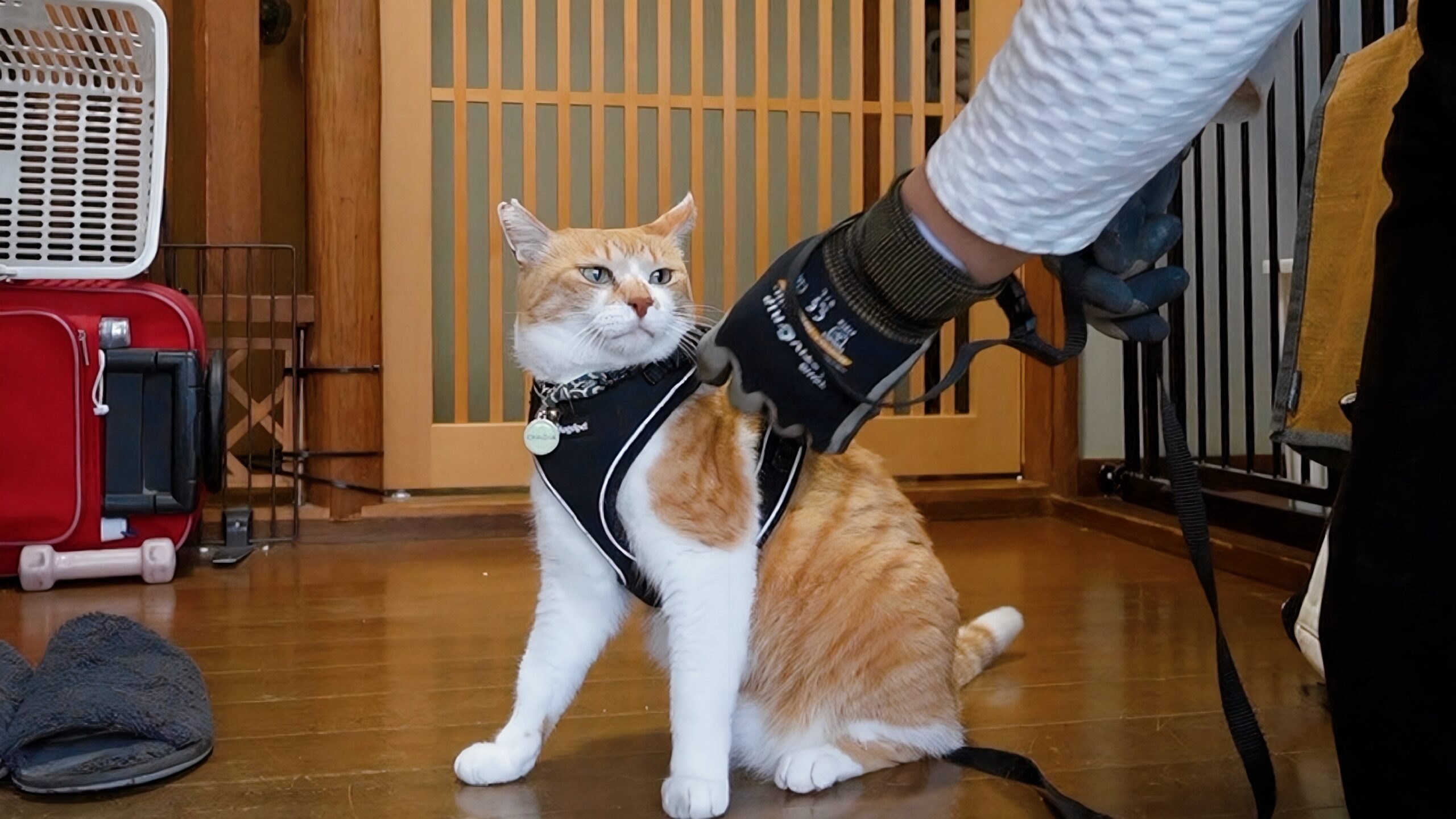 母が留守の日、チャチャは父さんとの散歩を拒否しました | 元野良猫
