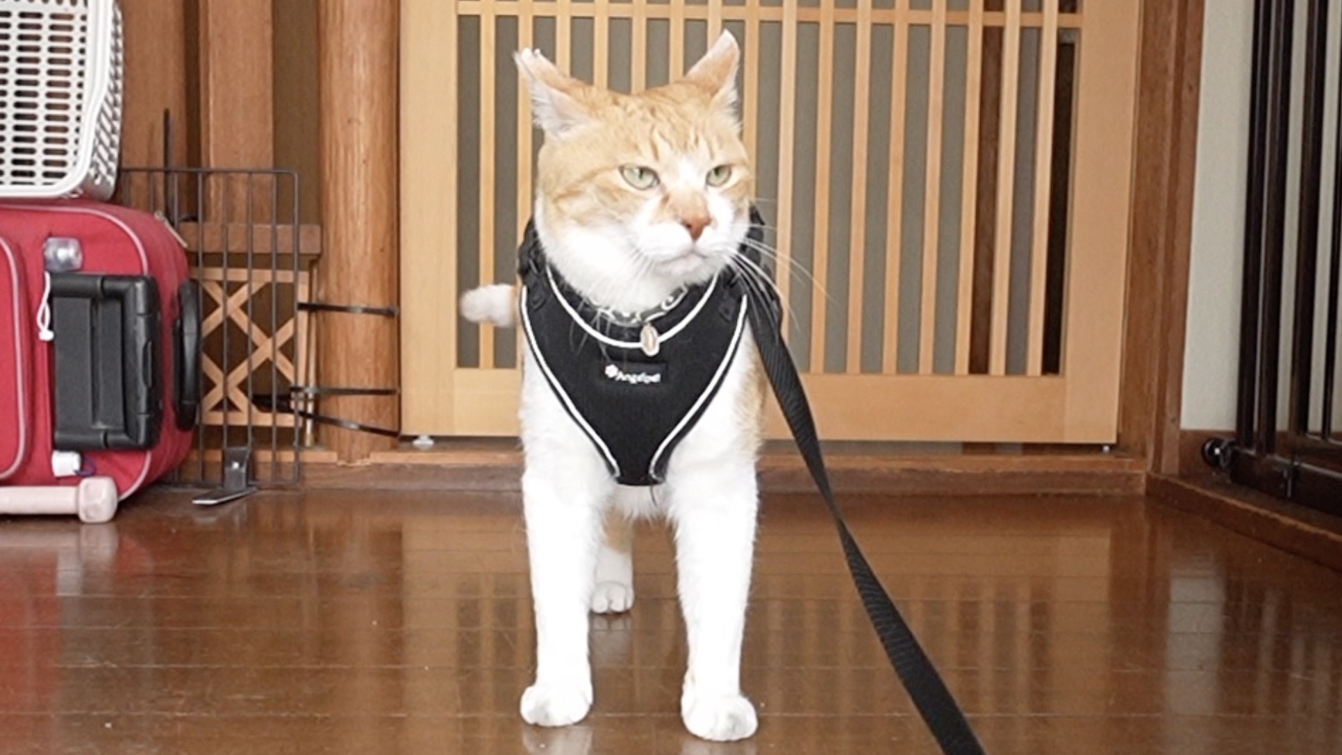 チャチャまるさん専用 真夜中、じっと見つめ合う2匹の無言の圧【元野良猫チャチャ】 | 元